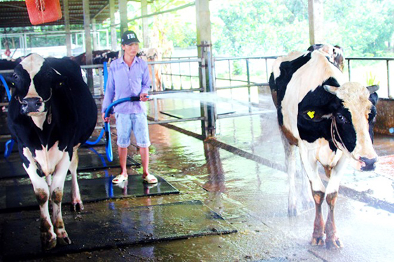Nhiều hộ dân chăn nuôi bò sữa đang gặp nhiều khó khăn