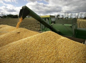 Xuất khẩu hạt và cây ngũ cốc là thế mạnh của Kazakhstan