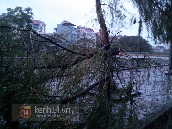 Hà Nội mưa to suốt đêm, nhiều cây đổ do ảnh hưởng của bão Haiyan 4