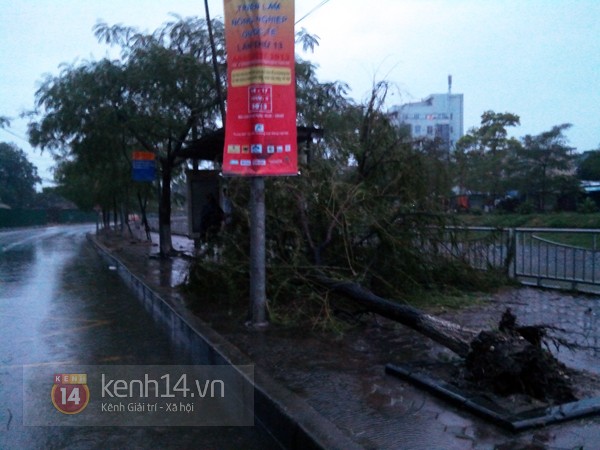Hà Nội mưa to suốt đêm, nhiều cây đổ do ảnh hưởng của bão Haiyan 5