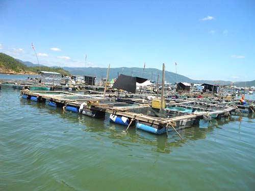 Khu vực nuôi cá lồng bè trên đầm Thị Nại tại phường Hải Cảng    