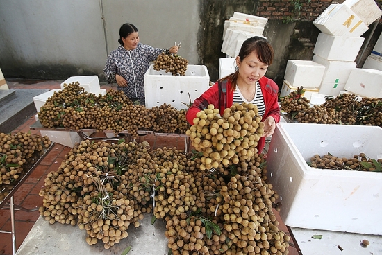 Loay hoay bảo quản trái nhãn xuất khẩu