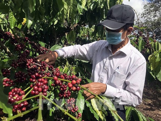 Tạo cơ hội đưa cà phê Việt “bám rễ” tại trường châu Phi