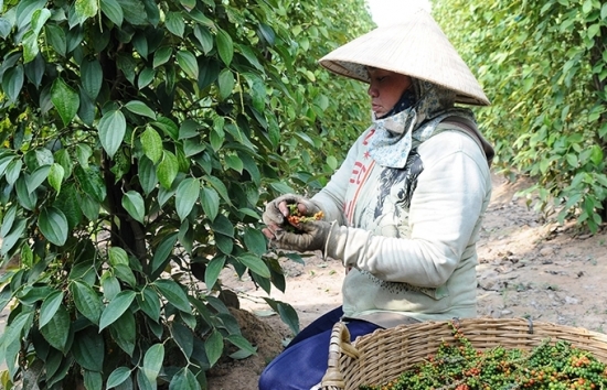 Tìm giải pháp cho nông sản Việt thâm nhập sâu vào thị trường Hungary