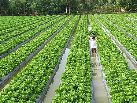 5 nguyên tắc nông nghiệp tái sinh của Unilever giúp giảm các tác động đến khí hậu
