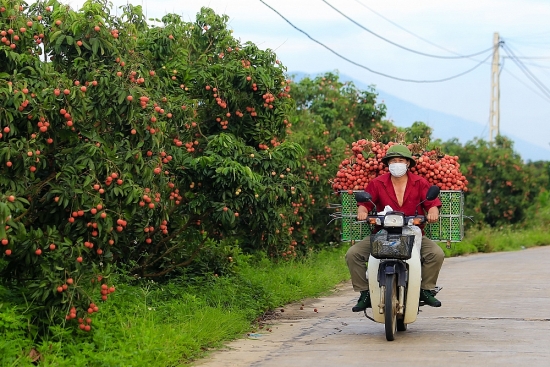 Bắc Giang: Hỗ trợ nông dân thu hái và chế biến vải trong vùng giãn cách xã hội