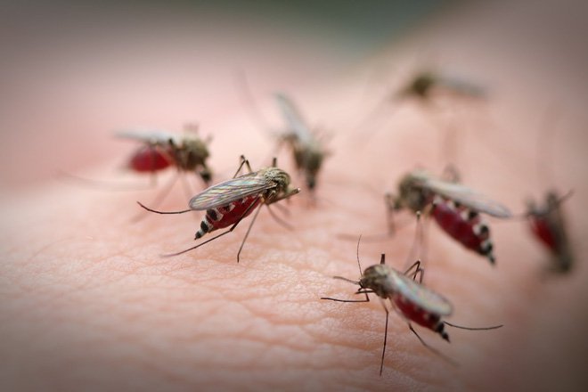 Vì sao nước dừa tốt cho người bệnh sốt xuất huyết?