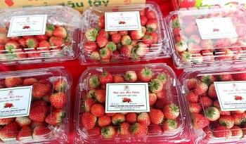 Son La strawberry, farm produce week opens in Hanoi