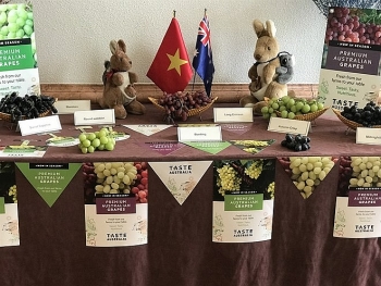 Australia to boost trade ties with Vietnam through table grapes