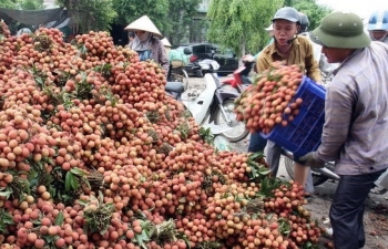 Vietnam proposes solutions to Japan for export of lychee