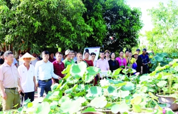 Nghe An grows dozens of lotus varieties to attract visitors