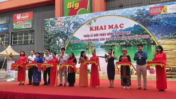 Bac Can seedless persimmons introduced in Hanoi