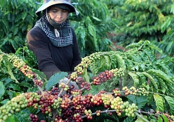 Coffee exports down in nine months