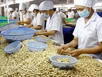 Vietnam’s cashew nut exports to China surge in nine months