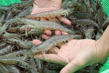 Vietnam has opportunities to boost white-leg shrimp exports to EU