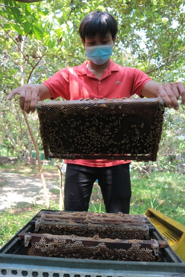 Hoa Kỳ giảm thuế chống bán phá giá đối với mật ong Việt Nam: Những tác động tích cực