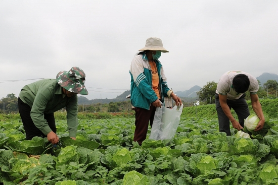 Huyện Mộc Châu (Sơn La): Lan tỏa mô hình trồng rau an toàn