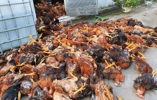 Hơn 6.000 con gà bị sét đánh chết ở tỉnh Hải Dương