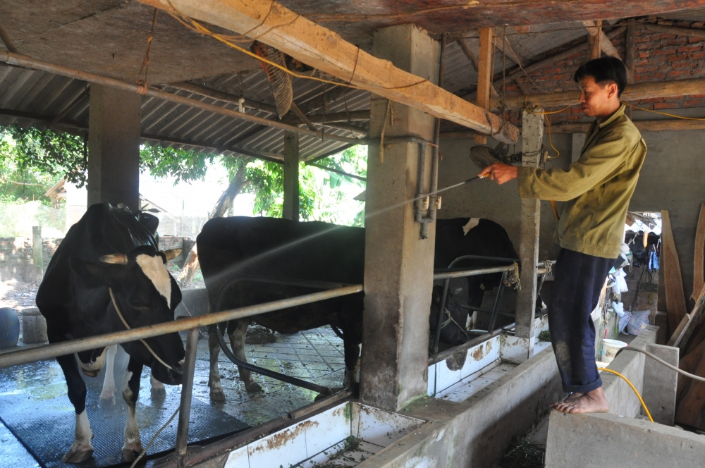 Nhiều hộ dân tộc Mường ở thôn Ké Mới, xã Tản Lĩnh, huyện Ba Vì, Hà Nội đã thoát nghèo và làm giàu nhờ chăn nuôi bò sữa