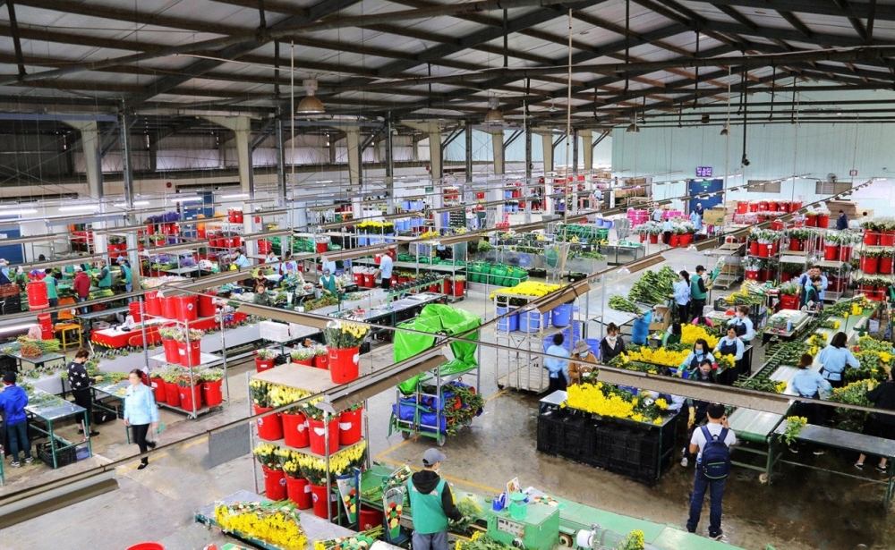 Hoa tươi Dalat Hasfarm đã chinh phục được thị trường Nhật Bản khó tính