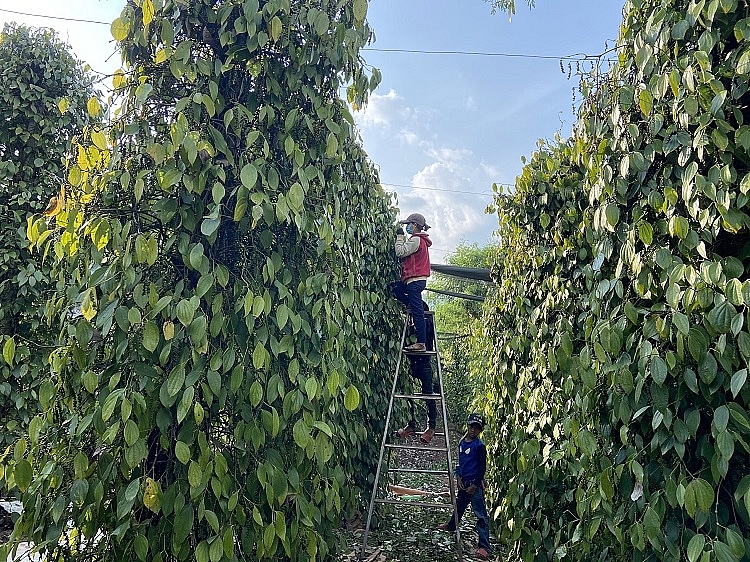 Giá tiêu hôm nay 27/6: Đồng loạt giảm tại các địa phương, cao nhất 71.500 đồng/kg