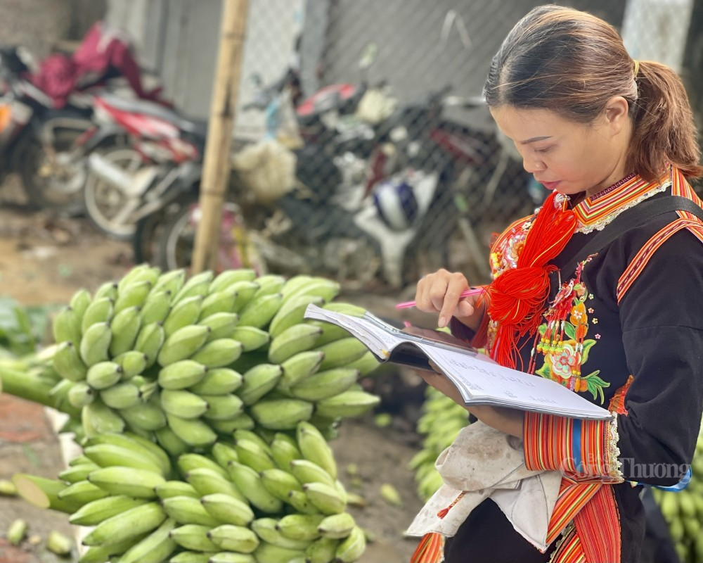 Chị Tẩn Thị Vân, bản Sòn Thầu 1, xã Ma Li Pho, huyện Phong Thổ, tỉnh Lai Châu thu mua chuối để xuất khẩu sang Trung Quốc