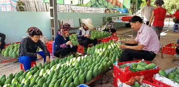 Thứ trưởng Đỗ Thắng Hải: "Cần tính chuyện đường dài trong tiêu thụ nông sản"