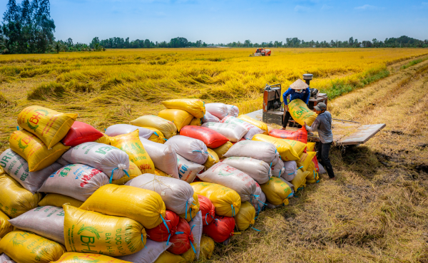 Nâng tầm vị thế hạt gạo Việt Nam