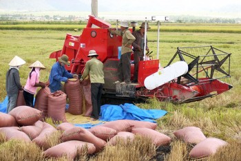 Xuất khẩu gạo: Giải “bài toán” chất lượng