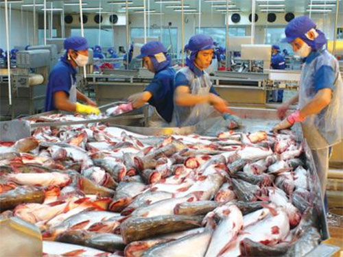 Xuất khẩu cá tra sang Trung Quốc tăng đột biến