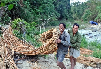 An Lão (Bình Định):  Khai thác cây mây dưới tán rừng cho thu nhập cao