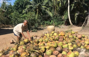 Trà Vinh: Liên kết tiêu thụ sản phẩm dừa hữu cơ
