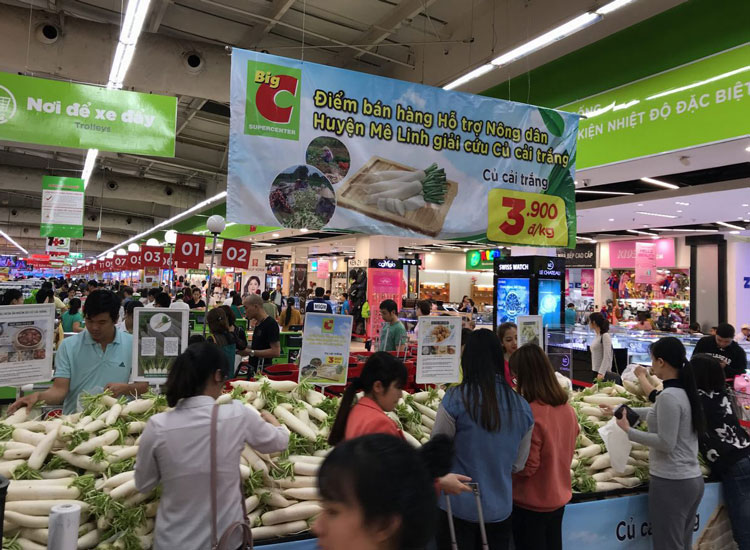 Big C- Hỗ trợ nông dân huyện Mê Linh bán củ cải trắng