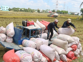 Xuất khẩu gạo: Chớp cơ hội thị trường