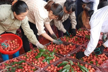 Vải thiều Bắc Giang thắng lớn cả thị trường nội địa và xuất khẩu