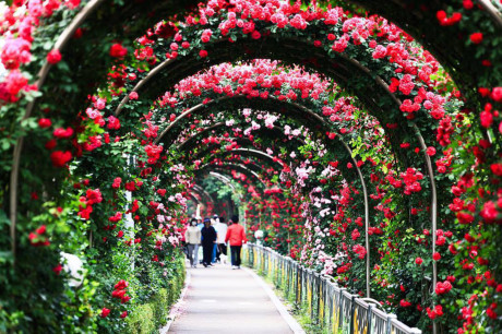 Lễ hội hoa hồng Bulgaria lần đầu tiên tổ chức tại Việt Nam
