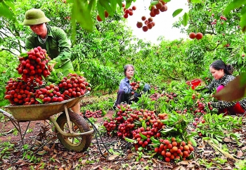Vietnam’s fruit & vegetable sector eyes bright export prospects