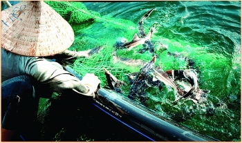 Binh Dinh Province: Industry promotion helps fisheries development