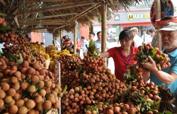 Vietnam overcomes Covid-19 barriers to ensure lychee exports