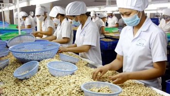 Europeans are nuts about Vietnam cashews
