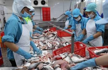 Tightened controls imposed on antibiotic residues for Tra fish exports