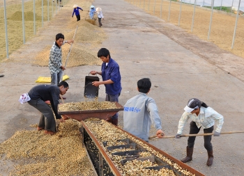 Global glut pushes down Vietnam’s coffee export earnings