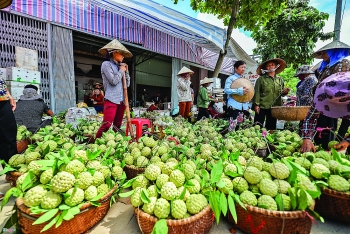 Vietnam looks to China for Chi Lang custard apple exports