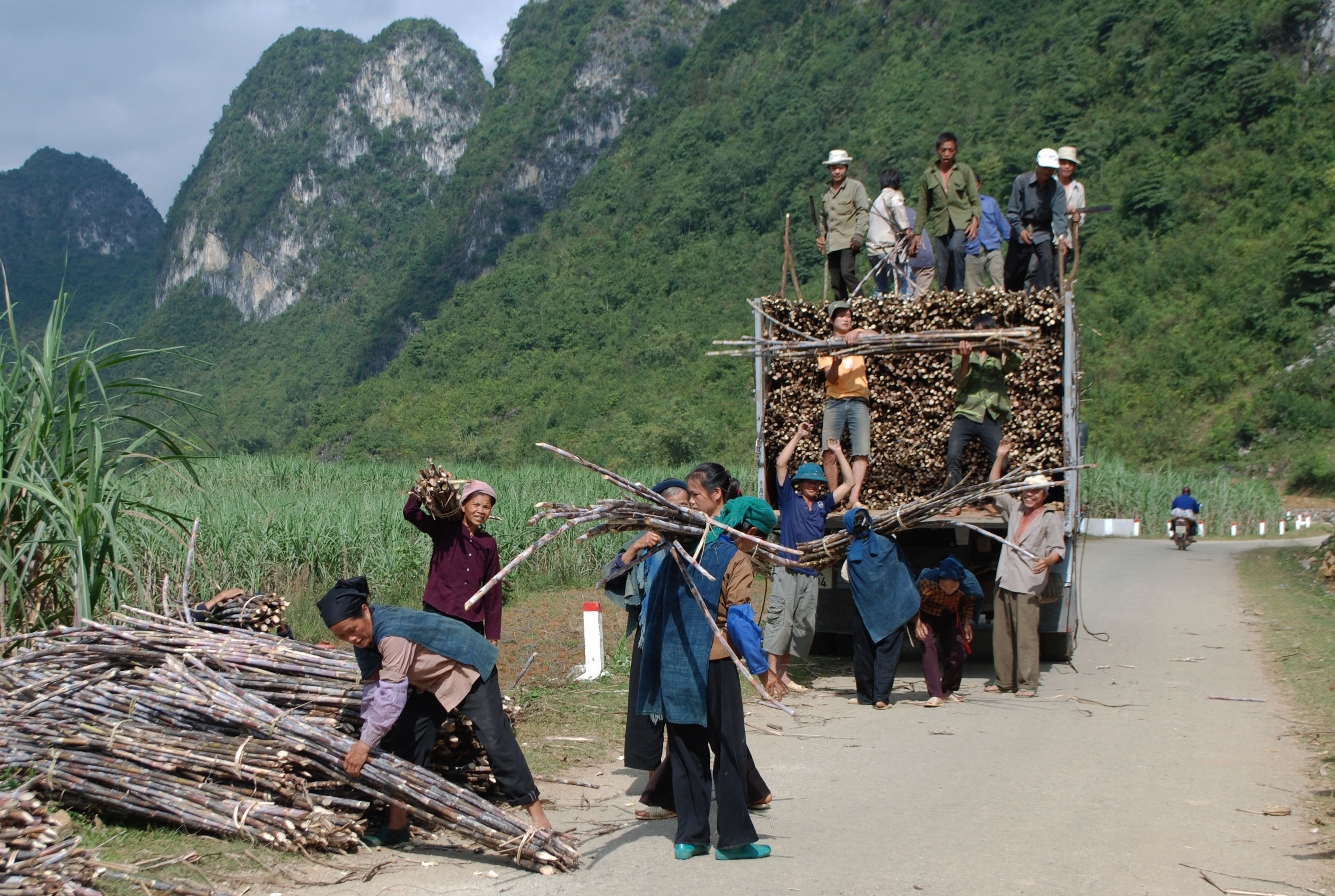 Xuất khẩu mía sang Trung Quốc: Cơ hội thoát nghèo?