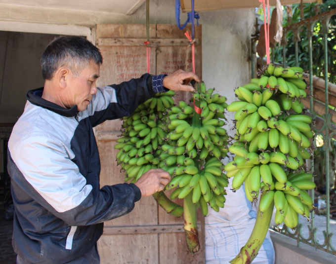 Ông Trần Huy Kỳ, một trong những thương lái chuyên thu mua chuối ngự cho biết, sản lượng chuối năm nay khan hiếm hơn mọi năm. Ảnh: Mai Chiến.