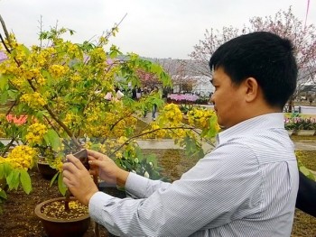 Quảng Ninh: Sắp diễn ra Lễ hội hoa Anh đào - Mai vàng Yên Tử 2017