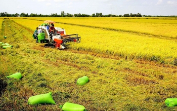 Tiêu thụ lúa, gạo cho nông dân: Tìm thị trường mới