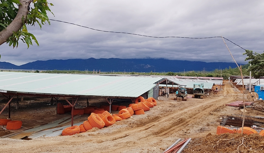 thực hiện quy hoạch vùng năng lượng sạch- điện mặt trời áp mái tại Cam Thị Đông- Bắc Cam Ranh