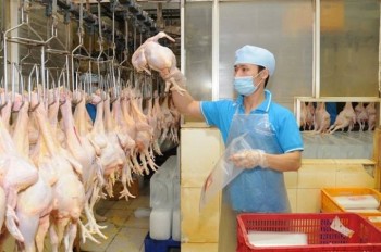 Xuất khẩu gà Việt: Hướng đến thị trường Nhật Bản