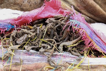 Hải Quan Hải Phòng phát hiện cá ngựa khô nhập lậu